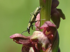 Chrysanthia viridissima