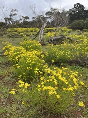 Senecio pinnatifolius