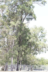 Eucalyptus siderophloia