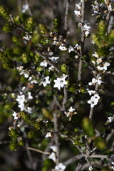 Epacris gunnii