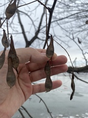 Robinia pseudoacacia