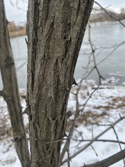 Robinia pseudoacacia