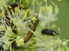 Chrysanthia viridissima