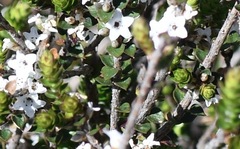 Epacris gunnii