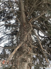 Picea