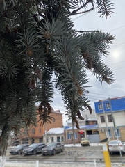 Picea