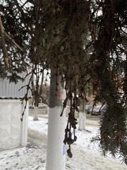 Picea