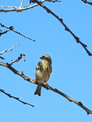 Serinus serinus