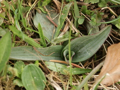 Neotinea ustulata ustulata