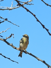 Serinus serinus
