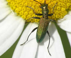 Chrysanthia viridissima