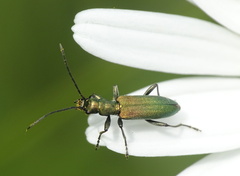 Chrysanthia viridissima