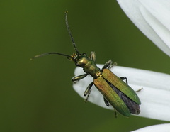 Chrysanthia viridissima