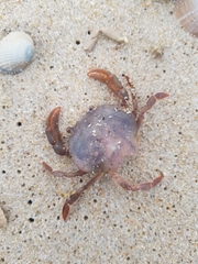Polybius henslowii