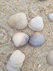 Cerastoderma glaucum