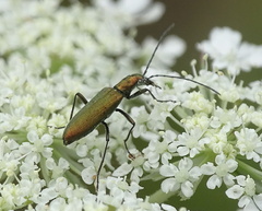 Chrysanthia viridissima