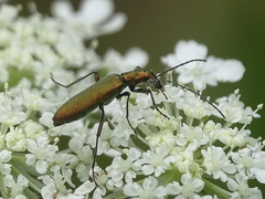Chrysanthia viridissima