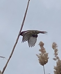 Passer domesticus