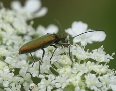 Chrysanthia viridissima