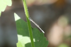 Agriocnemis pieris