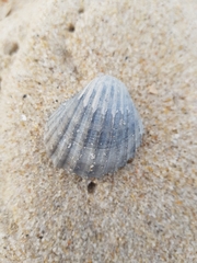 Acanthocardia paucicostata