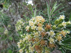 Linochilus rosmarinifolius