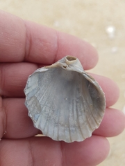 Acanthocardia paucicostata