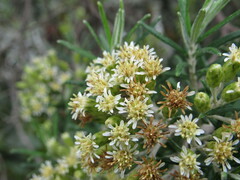 Linochilus rosmarinifolius