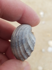Acanthocardia paucicostata