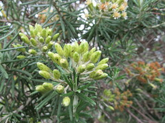 Linochilus rosmarinifolius