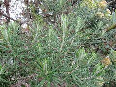 Linochilus rosmarinifolius