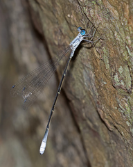 Labidiosticta vallisi