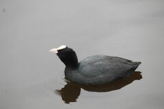 Fulica atra