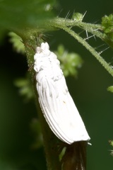Orthezia urticae