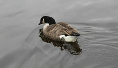 Branta canadensis
