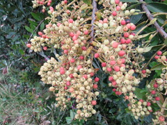 Gaiadendron punctatum