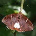 Polilla Mariposa - Photo (c) shirdipam, algunos derechos reservados (CC BY-NC), uploaded by shirdipam