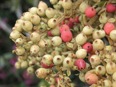 Gaiadendron punctatum