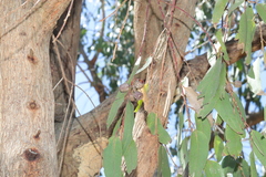 Eucalyptus planchoniana