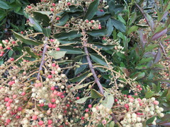 Gaiadendron punctatum