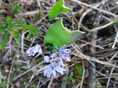 Scilla monophyllos