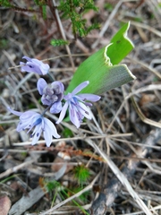 Scilla monophyllos