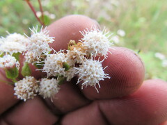 Ageratina gracilis