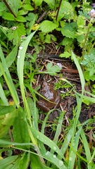 Craugastor mexicanus