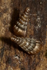 Clausiliinae