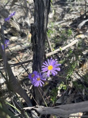 Olearia picridifolia