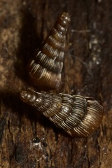 Clausiliinae