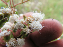 Ageratina gracilis