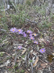 Olearia picridifolia