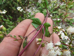 Ageratina gracilis